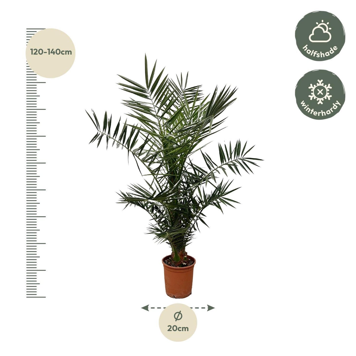 Phoenix Canariensis – Elegante Kanarische Dattelpalme für stilvolle Innenräume (130 cm Höhe, Ø 20 cm)