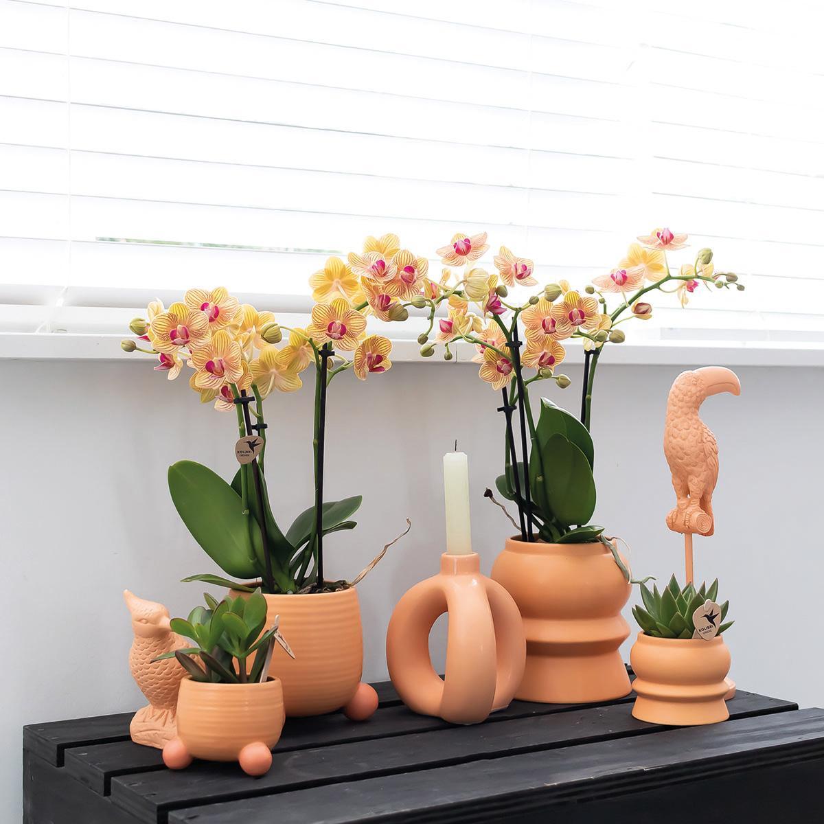 Kolibri Home | Rolling peach flowerpot - Pfirsichfarbener Keramiktopf - Ø6cm