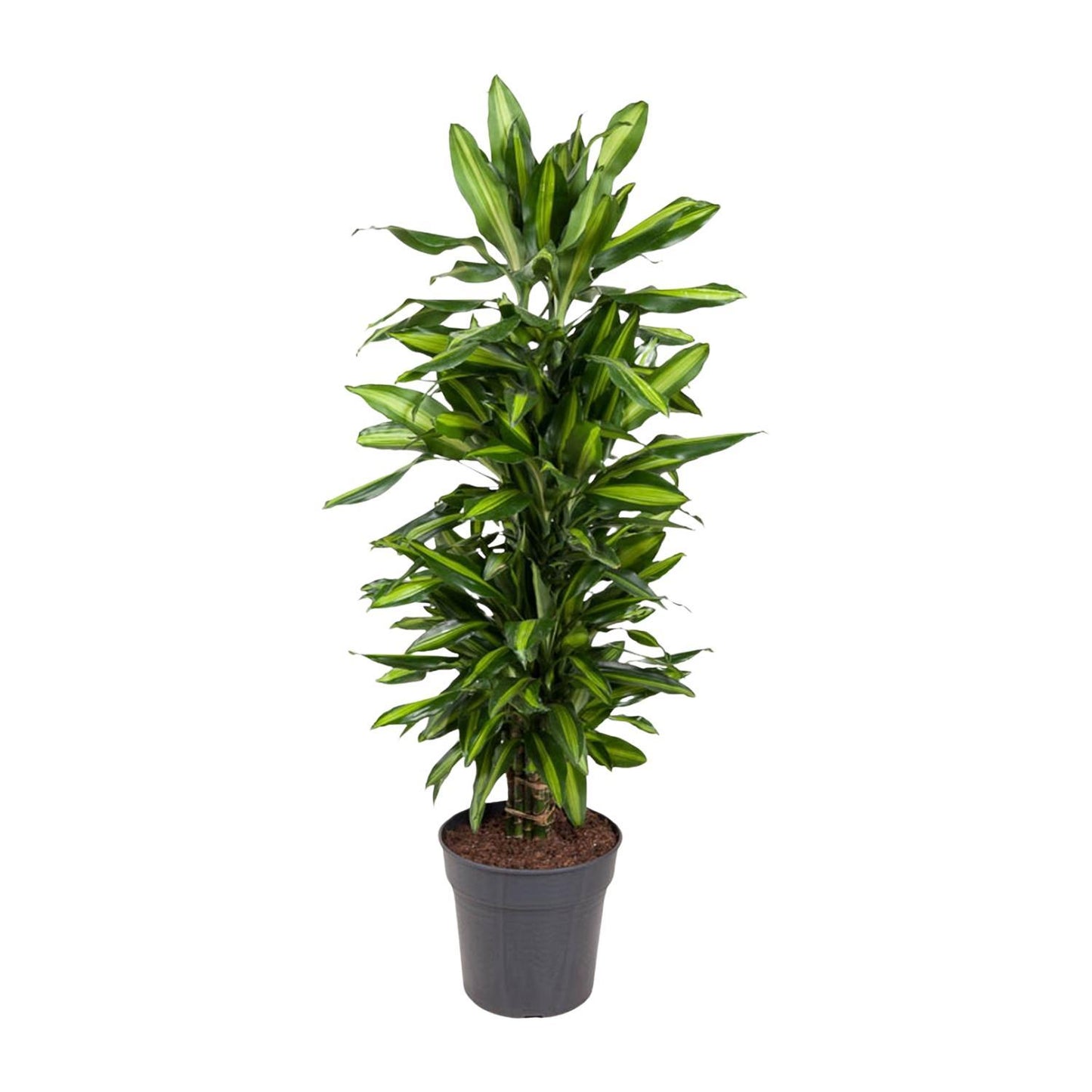 Dracaena Cintho vertakt - 120 cm - ø27