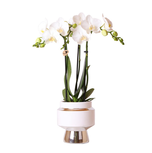 Weiße Phalaenopsis Orchidee - Amabilis + Le Chic Deko-Topf silber - Topfgröße Ø9cm - 40cm hoch | blühende Zimmerpflanze im Blumentopf - frisch vom Züchter