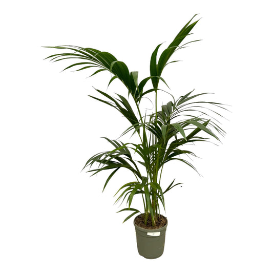 Kentia Palm - 130 cm - Ø21cm