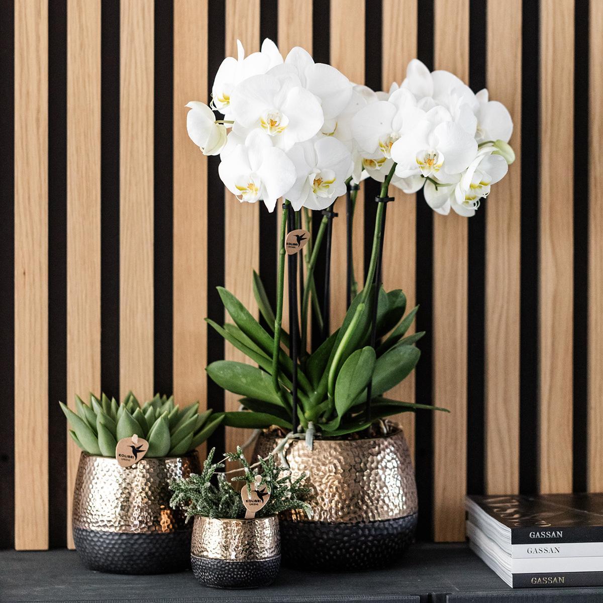 Kolibri Orchids | gelb rote Phalaenopsis Orchidee - Spanien + Elite Ziertopf Kupfer - Topfgröße Ø9cm - 40cm hoch | blühende Zimmerpflanze im Blumentopf - frisch vom Züchter