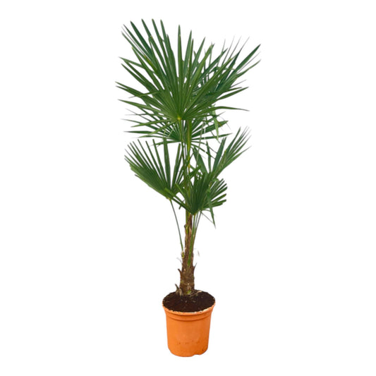 Trachycarpus Fortuneii - 150 cm - Ø25 cm