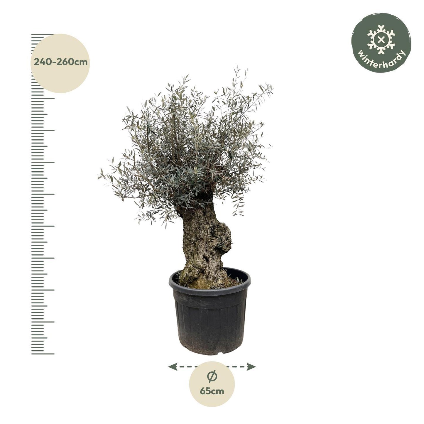 Olea Europaea Bonsai – Majestätischer Olivenbaum im Bonsai-Stil