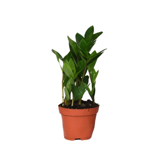 Zamioculcas 35 (Glückfeder) - Ø12cm - ↕30cm