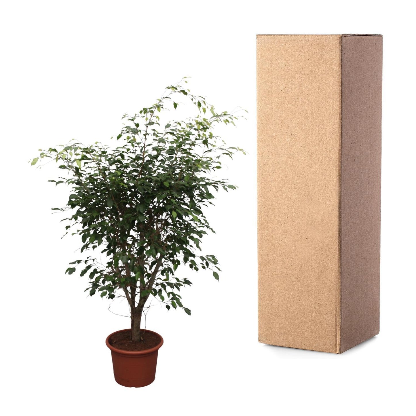 Ficus Benjamina Exotica Verzweigt – 150 cm, Ø: 40 cm