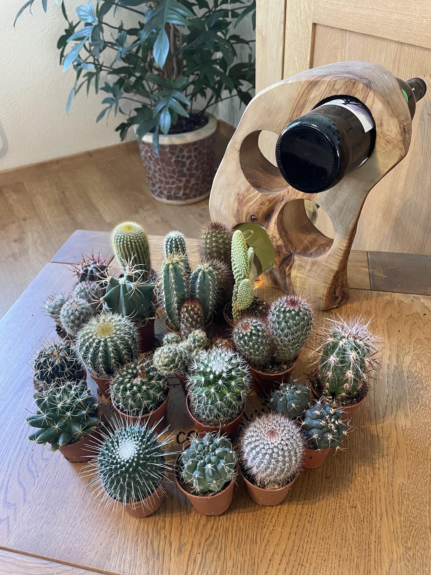 Cactus Mix 20 Verschillende Soorten- 5.5cm Ø- 6-12cm hoog- (20 Stuks)