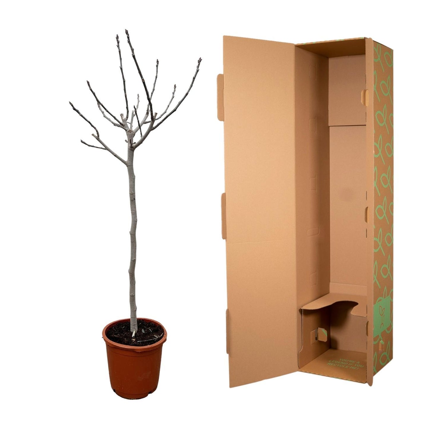 Ficus Carica am Stamm - 180 cm - Ø30 cm