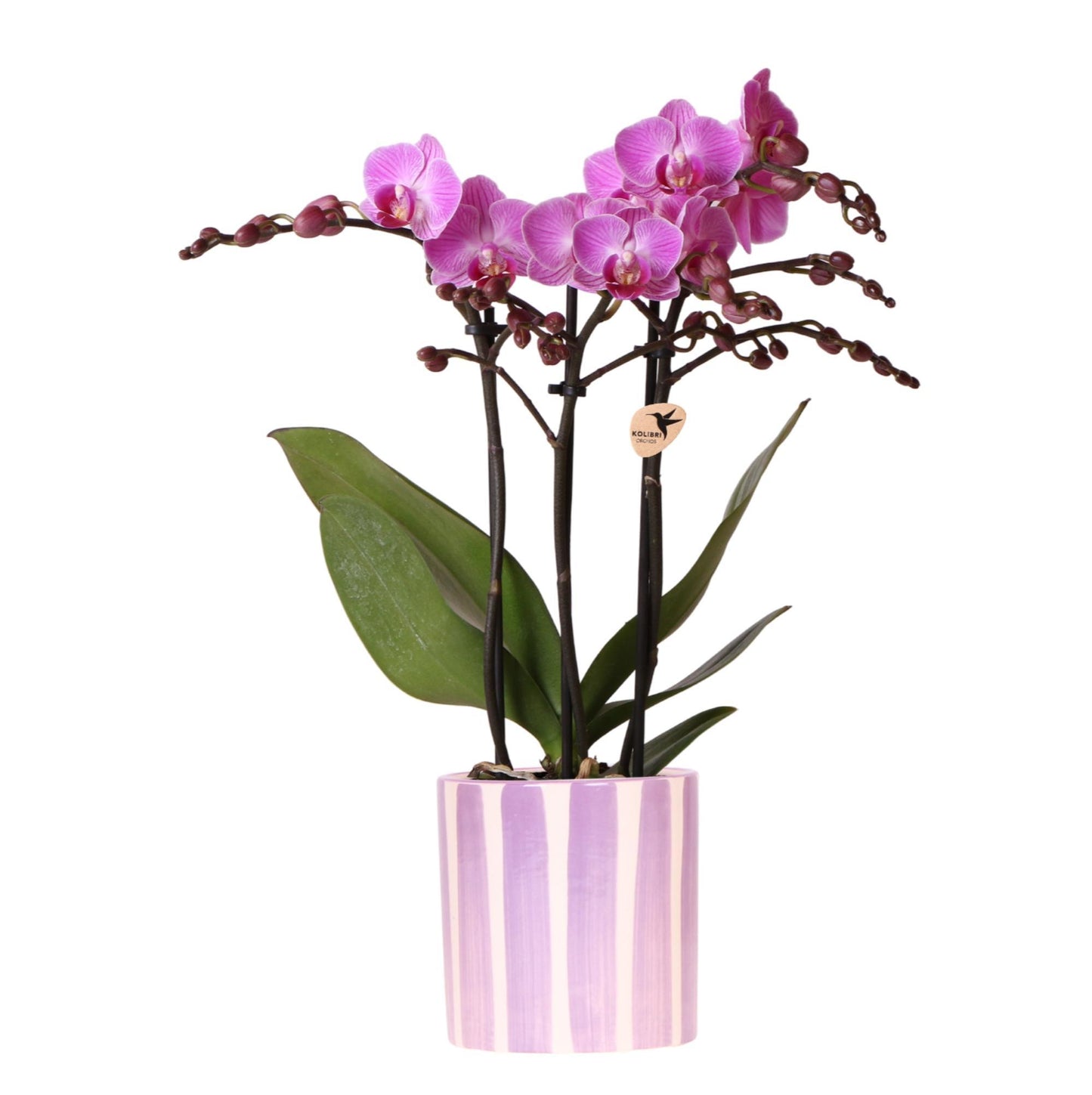 Kolibri Orchids | Lila Phalaenopsis Orchidee Vienna + Painted Stripe Topf Lila - Topfgröße Ø9cm | Blühende Zimmerpflanze - Frisch vom Züchter