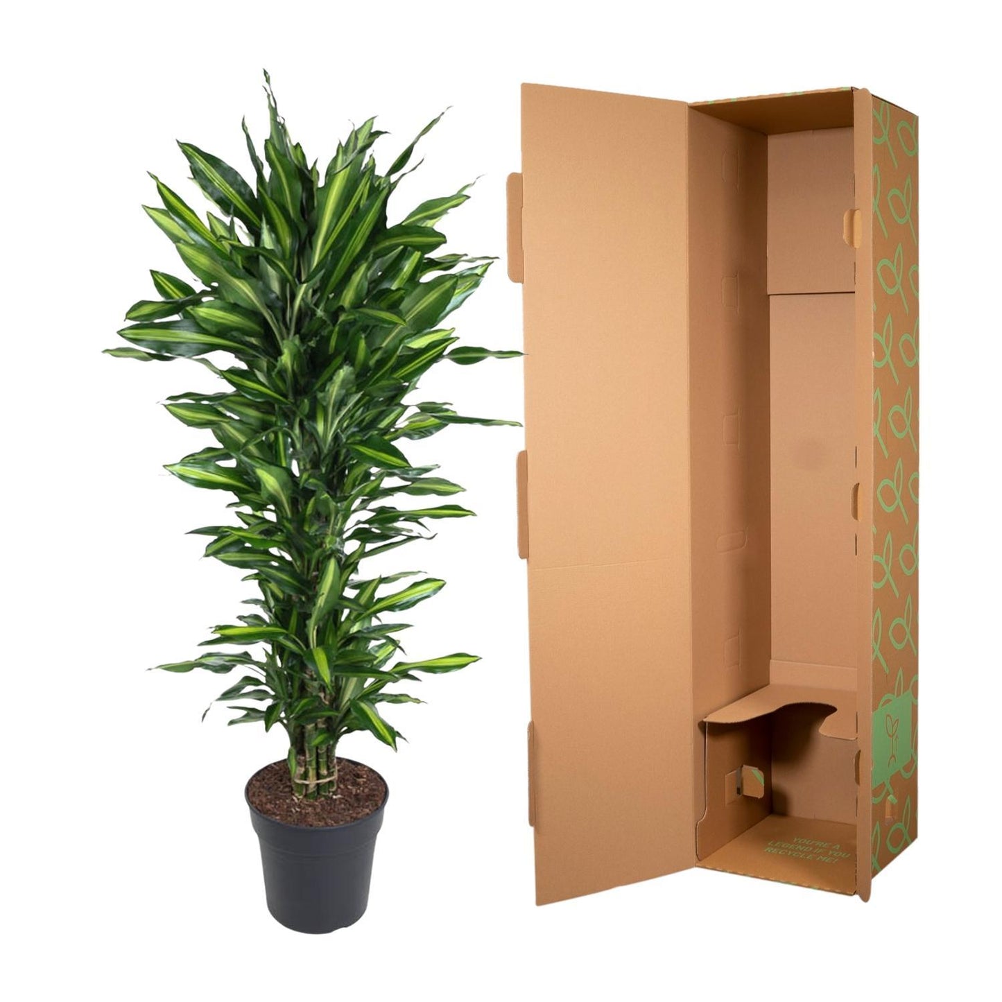 Dracaena Cintho vertakt - 150 cm - ø31