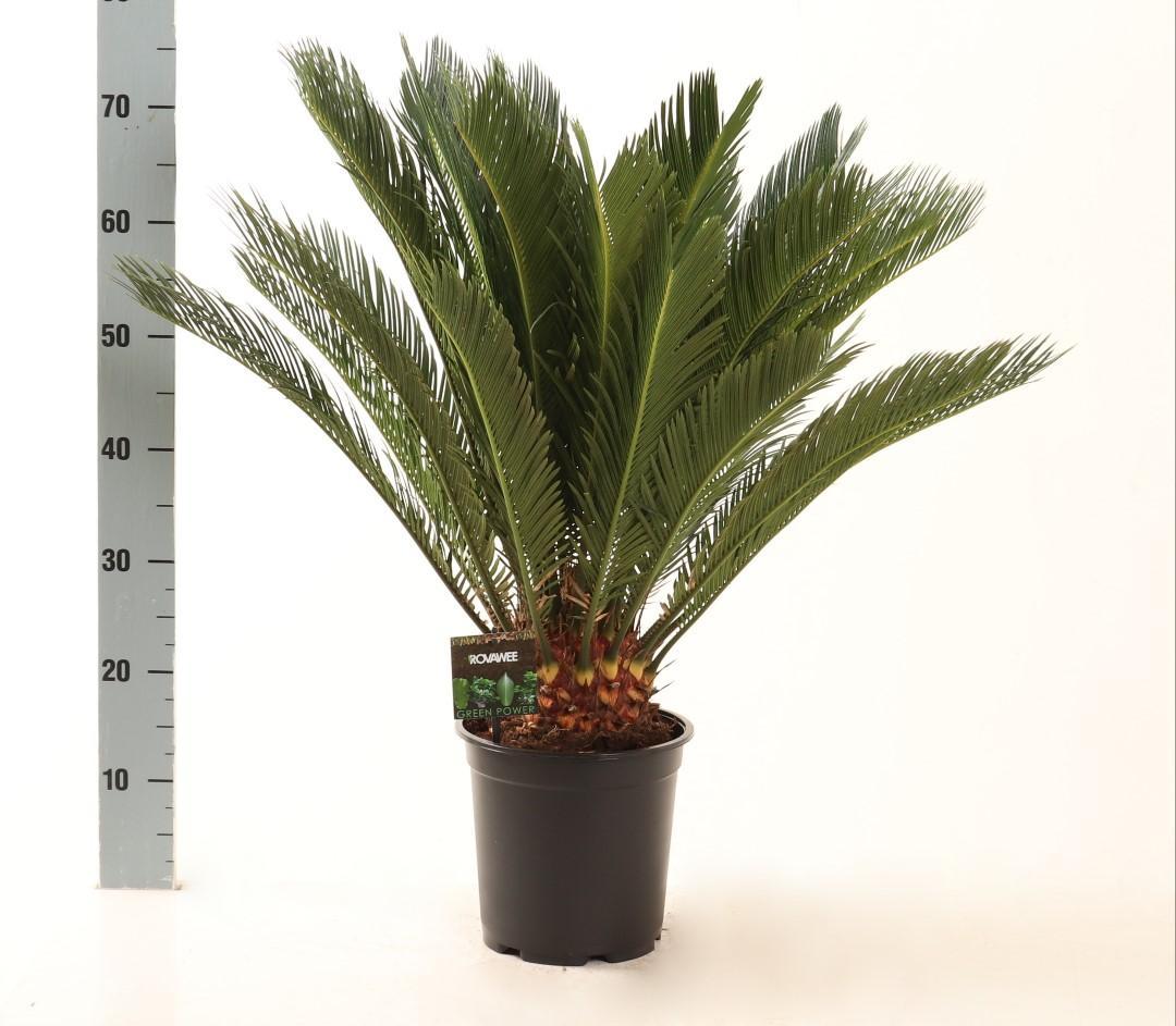 Cycas Revoluta - Ø21cm - ↕75cm