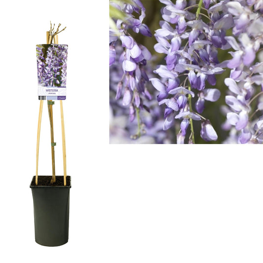 Wisteria Sinensis +light Label - Ø17cm - ↕75cm