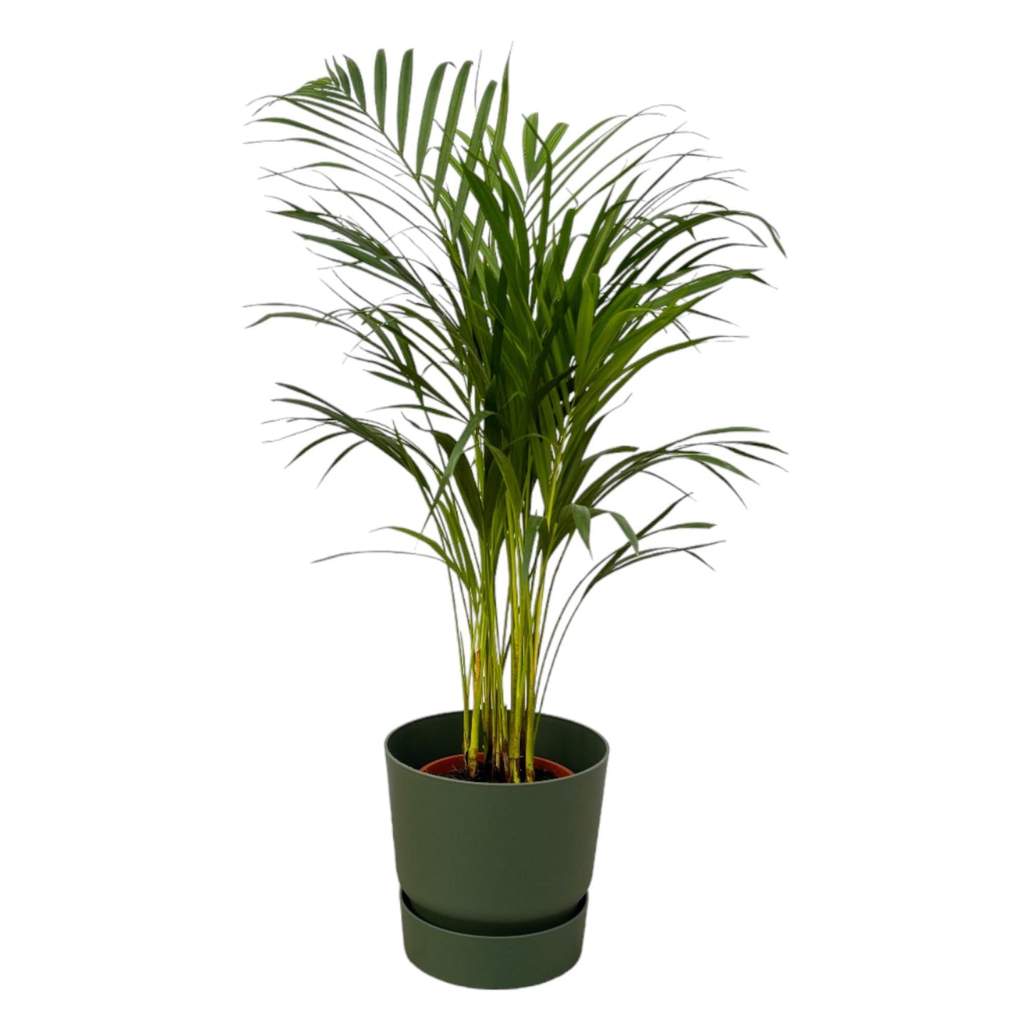 Areca-Palme - 85 cm Höhe - Ø19 cm - Inklusive Elho Greenville Round Topf (Grün) D24xH23 - Exotische Zimmerpflanze für stilvolle Innenräume