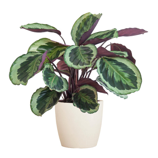 Calathea Medaillon mit Viber Weiß - 65cm - Ø21