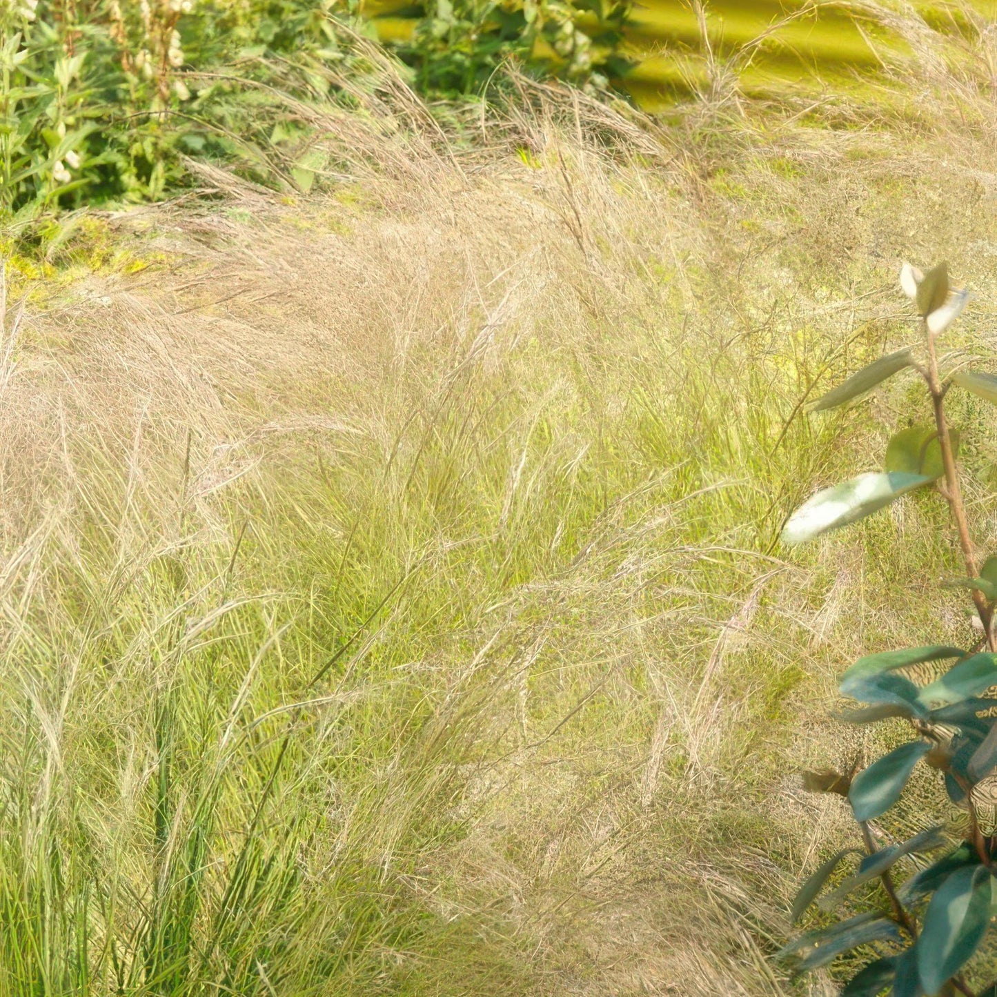 Stipa tenuissima 'Ponytails' - ↕10-25cm - Ø9cm  - 40x