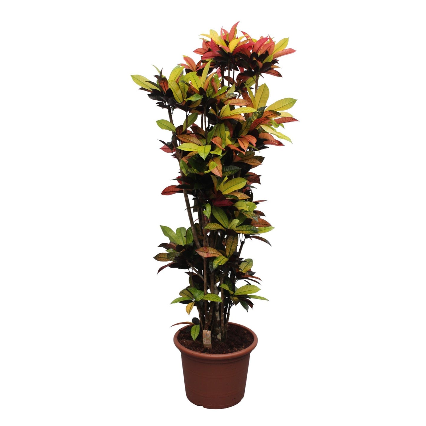 Codiaeum Iceton (Croton Iceton) - 220 cm - Ø50 cm | Imposante Zimmerpflanze mit Exotischer Farbenpracht