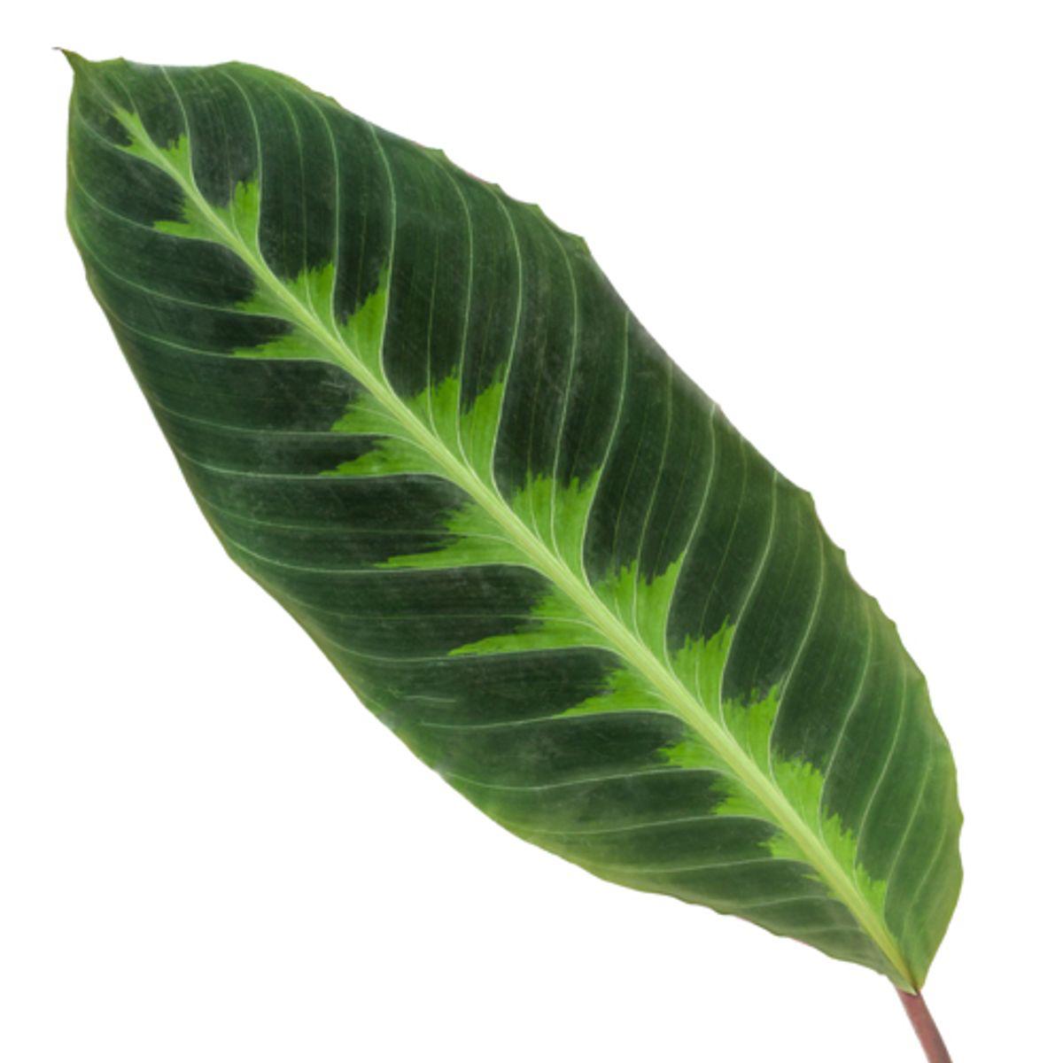 Calathea Warscewiczii - 80 cm - Ø19cm Exotische Zimmerpflanze mit Markantem Blattwerk