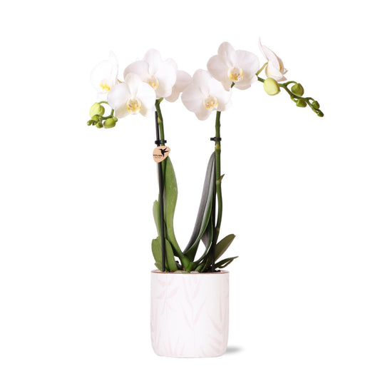 Kolibri Orchids | weiße Phalaenopsis-Orchidee - Amabilis + Blumentopf rosa - Topfgröße Ø9cm | blühende Zimmerpflanze - frisch vom Züchter