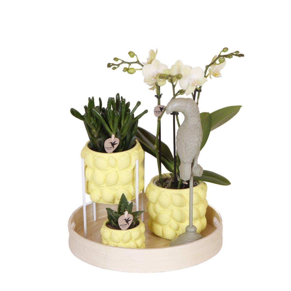 Kolibri Company | Geschenkset Zitruspflanzen-Set mit gelber Phalaenopsis-Orchidee und Sukkulenten inkl. Keramik-Ziertöpfe