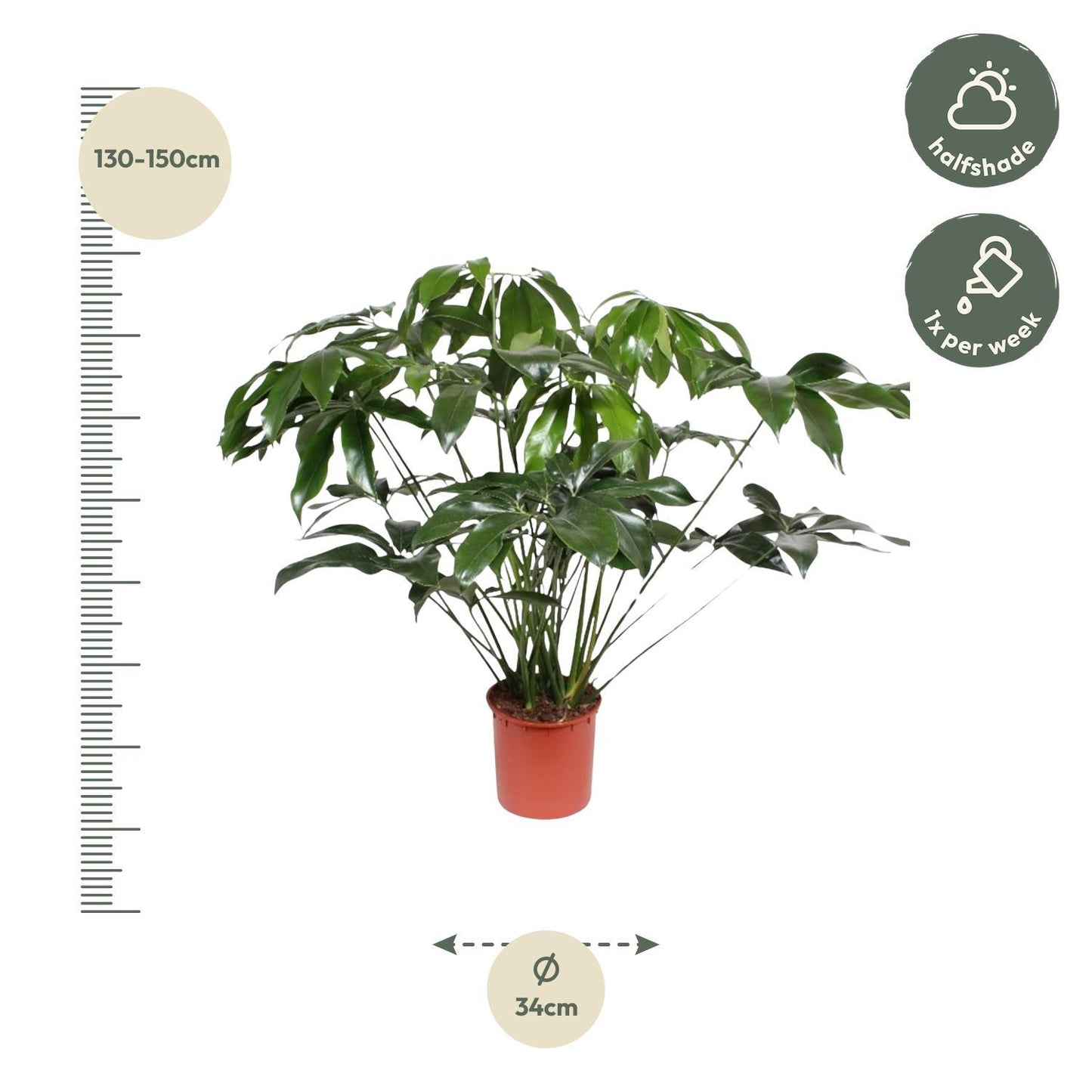 Philodendron Green Wonder – Majestätischer Kletterphilodendron für elegante Innenräume (140 cm Höhe, Ø 34 cm)