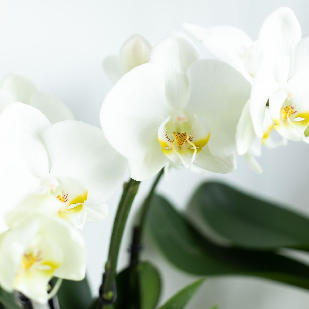 Kolibri Orchids | Weiße Phalaenopsis Orchidee Topfgröße - Jewel Ghent - Topfgröße Ø12cm | blühende Zimmerpflanze - frisch vom Züchter