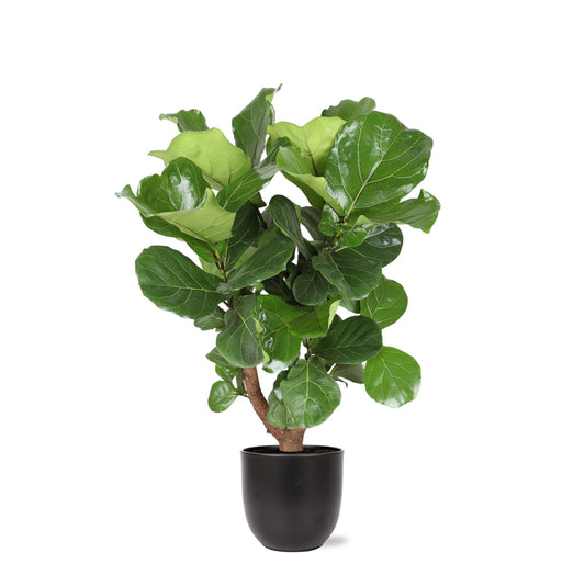 Ficus Lyrata (Vertakt) Ø27cm ↕130cm in Boule ANTRACIET pot