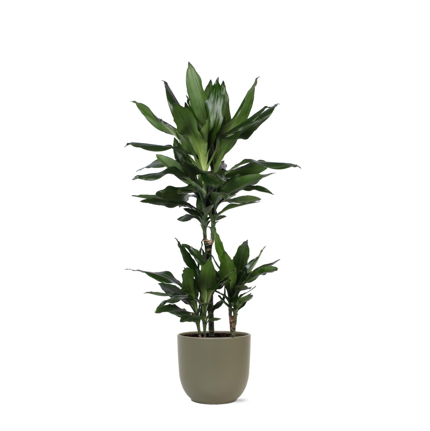 Dracaena Janet Lind Ø21cm - ↕90cm in Boule OLIJF Topf