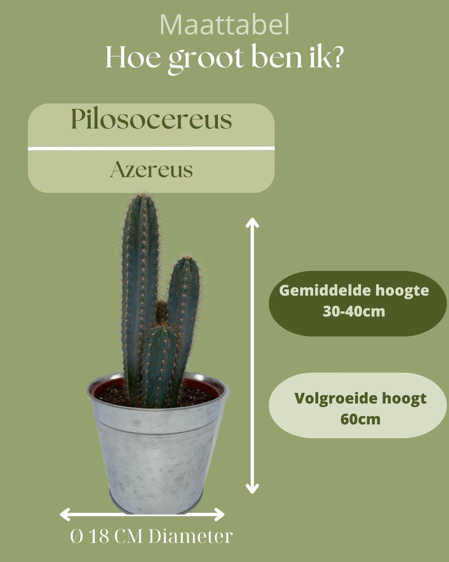 Cactus- Pilosocereus Azerues - 17cmØ- 30-40cm hoog - Zinc - Ø18 cm