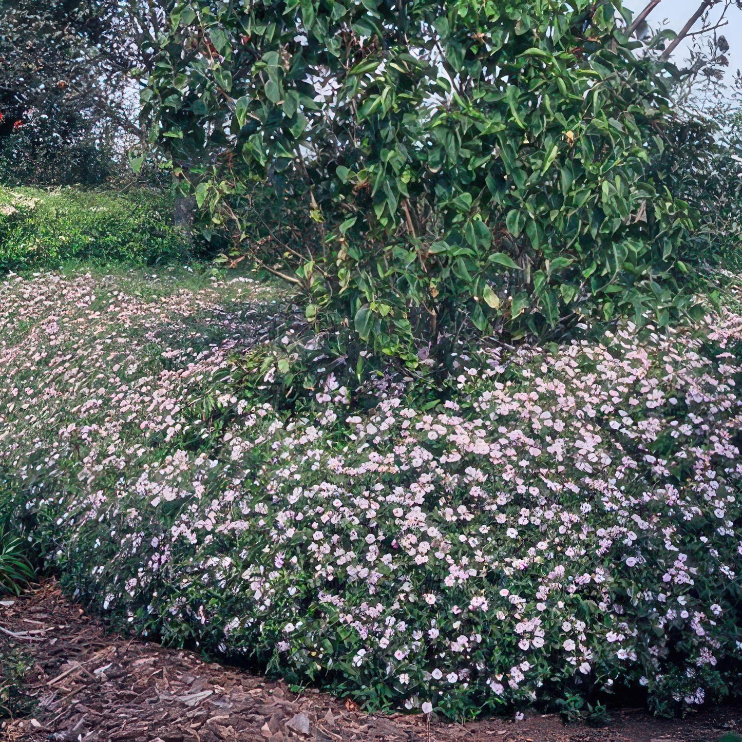 Aster ageratoides 'Asran' - ↕25cm - Ø9cm -  - 20x