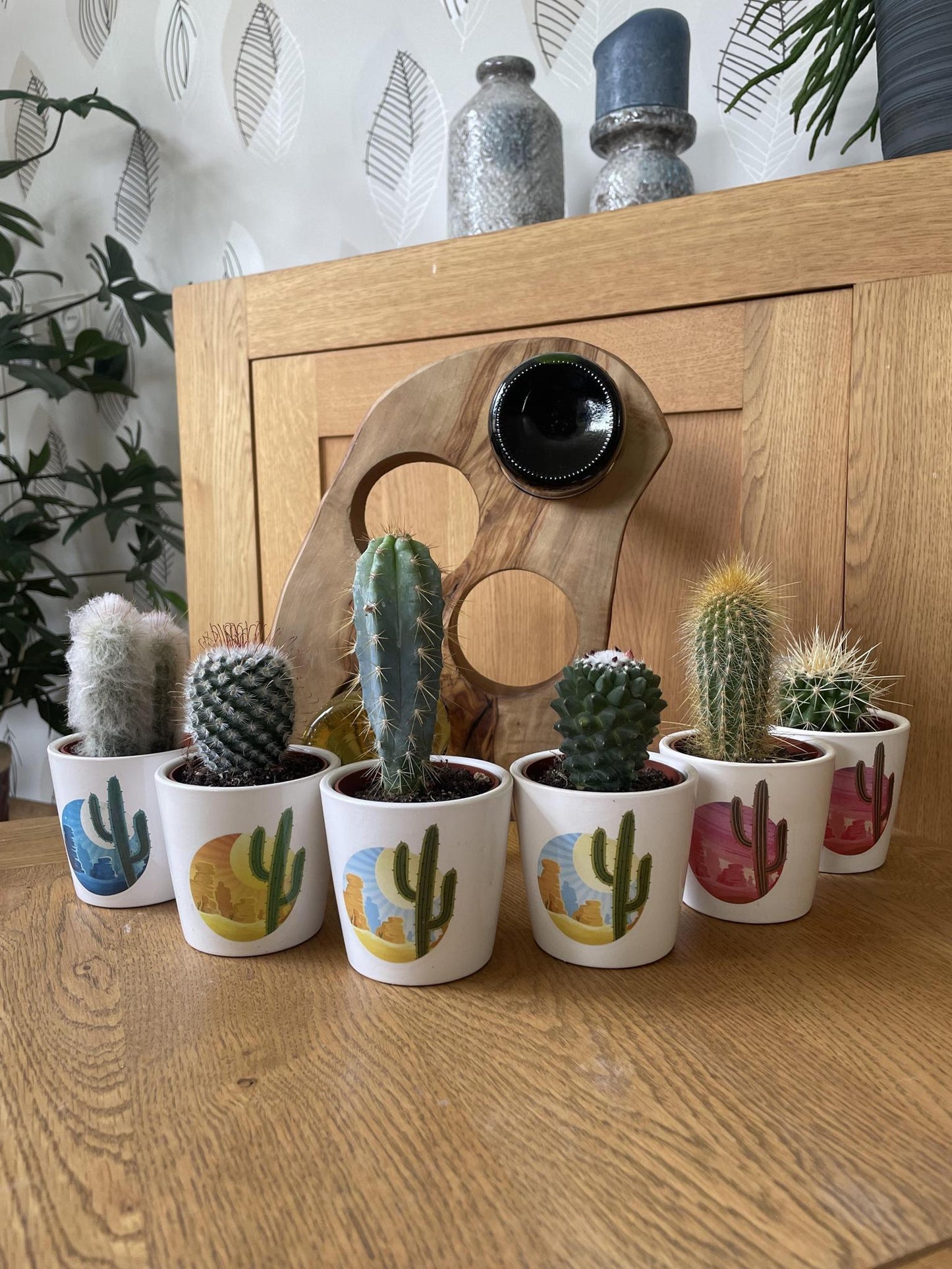 Cactus Mix - 6.5cmØ - 8-15cm hoog- (6 Stuks) - Rising Sun - Ø7.5 cm