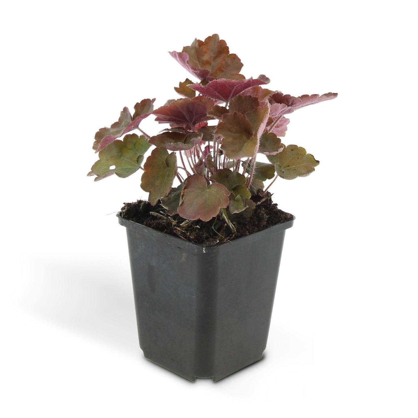 Heuchera 'Palace Purple' - ↕25cm - Ø9cm  - 12x