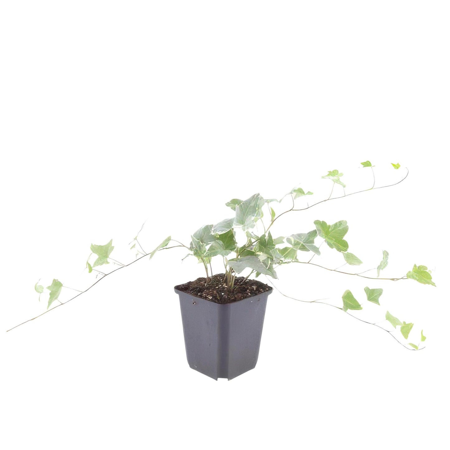 Hedera hel. 'Glacier' - ↕25cm - Ø9cm - 6x - 40x