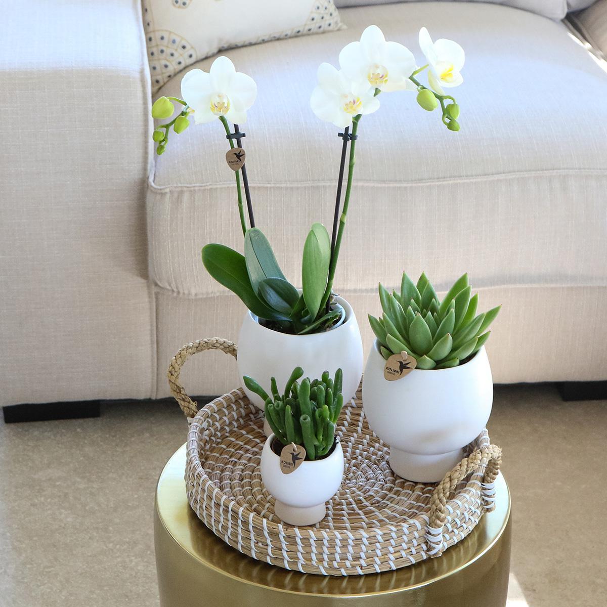 Komplettes Pflanzenset Scandic weiß | Grünes Pflanzenset mit weißer Phalaenopsis Orchidee und Sukkulenten inkl. Keramik-Ziertöpfe