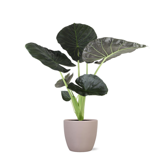 Alocasia Regal Shield Ø24cm - ↕110cm inkl. (Topf hellgrau)