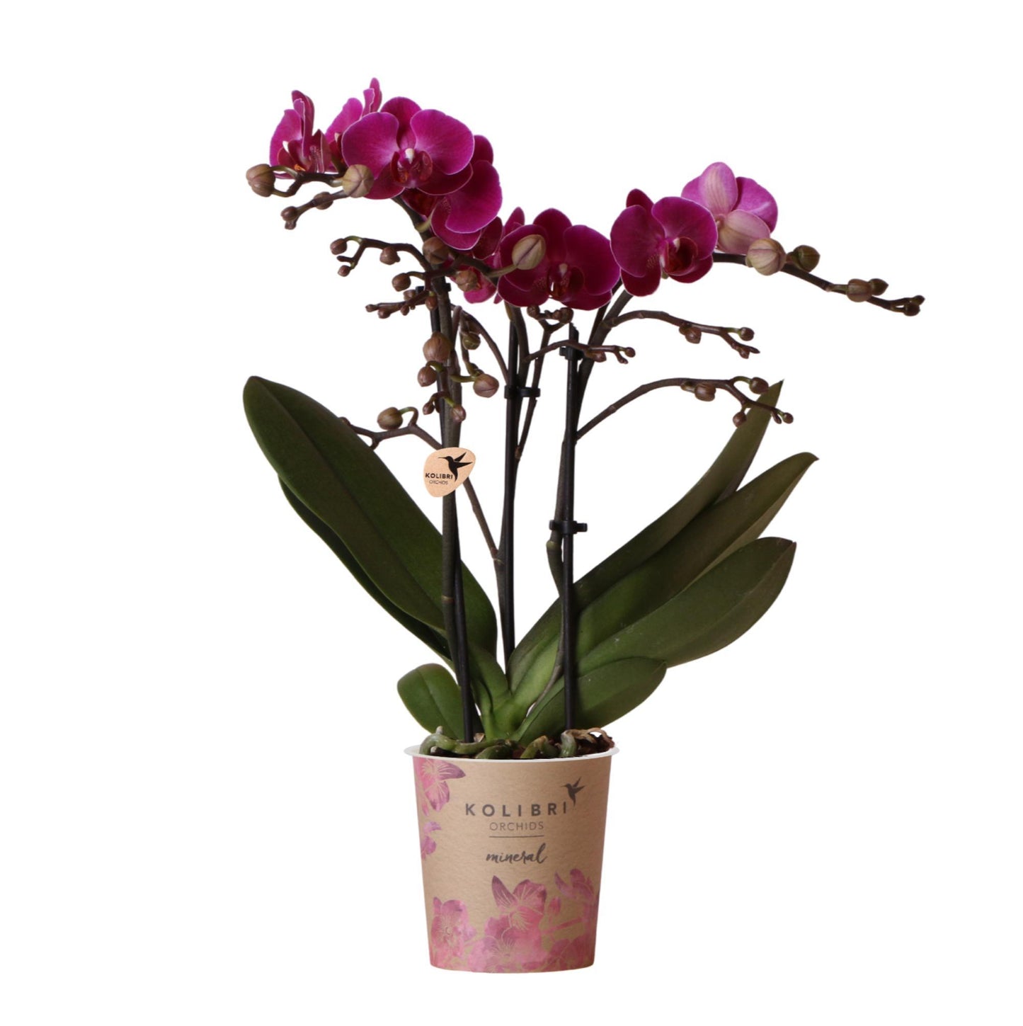 Lila Phalaenopsis Orchidee - Morelia - Topfgröße Ø9cm | blühende Zimmerpflanze - frisch vom Züchter