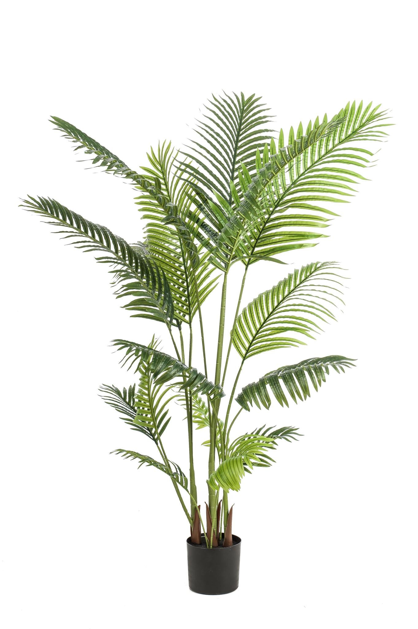 Kunstpflanze Howea Forsteriana - Kentia Palme - 160 cm Höhe - Realistische Deko-Palme für Wohnräume