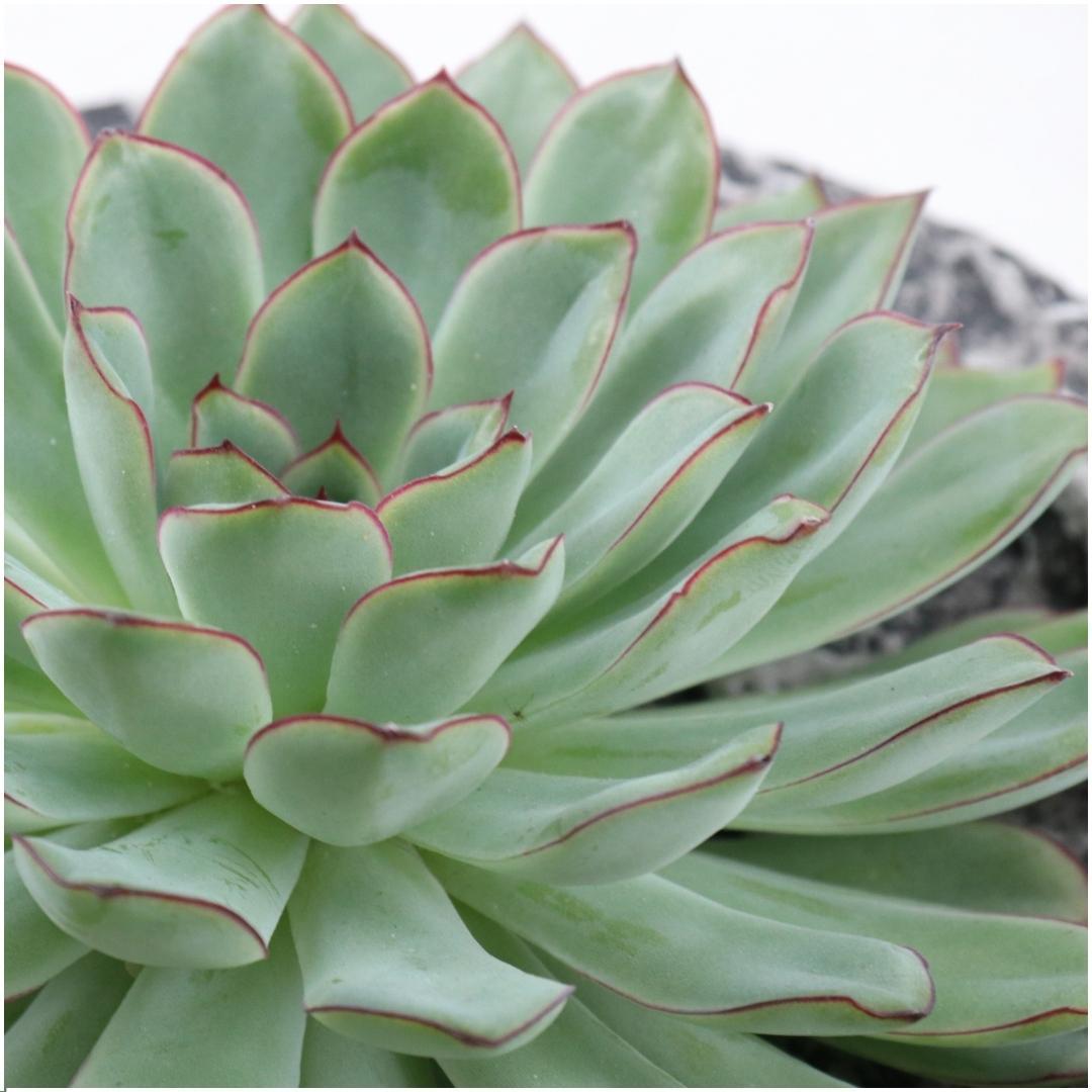 ROOTLESS Succulent Echeveria Pulidonis in Schale 'Concrete' Ø20 cm - ↕5 cm