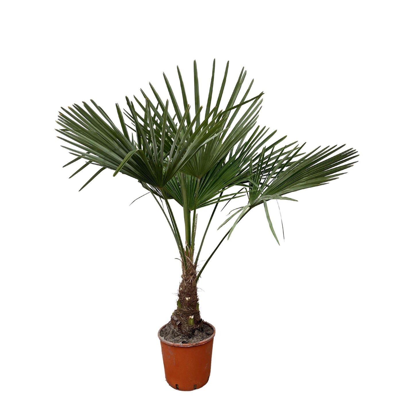 Trachycarpus - 130cm- Ø21