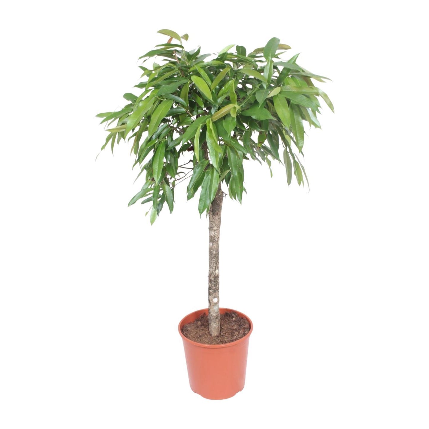 Ficus Amstel King - 140 cm - ø30