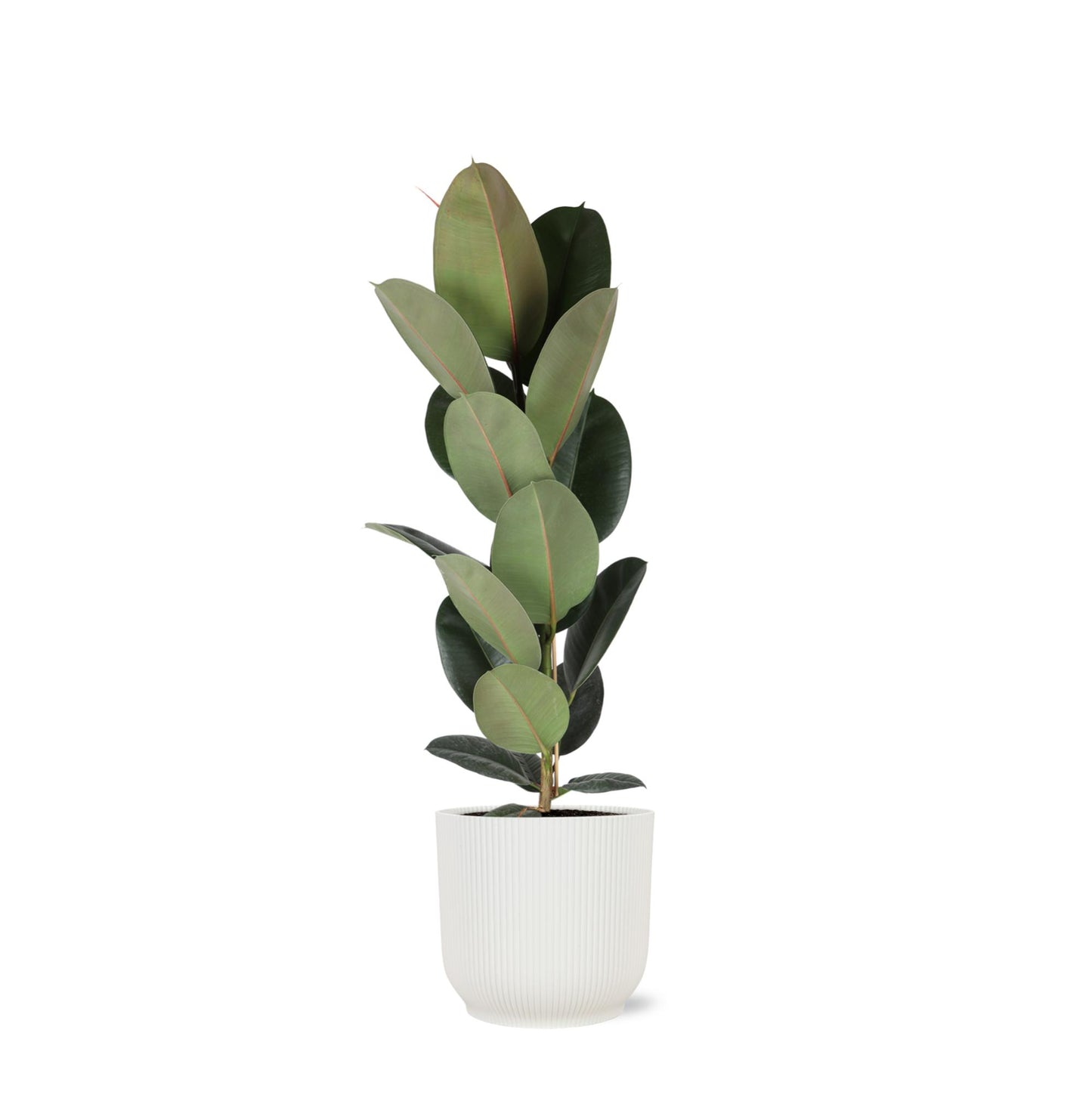 Ficus Elastica Robusta - Ø21cm - ↕90cm