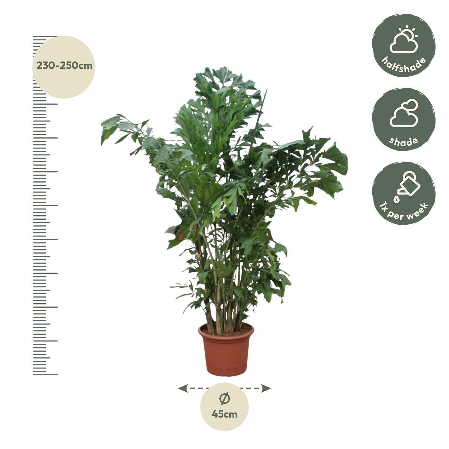 Caryota Mitis - 240 cm - ø45 | Majestätische Tropenpalme für Elegantes Ambiente