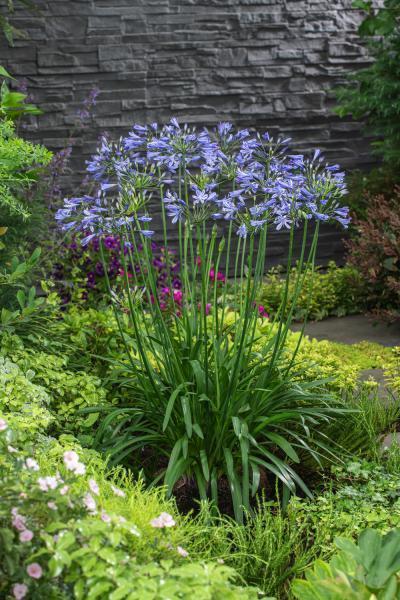 Agapanthus 'Blaue Pracht' | Schmucklilie mit himmelblauer Blüte | Robuste Garten- und Kübelpflanze