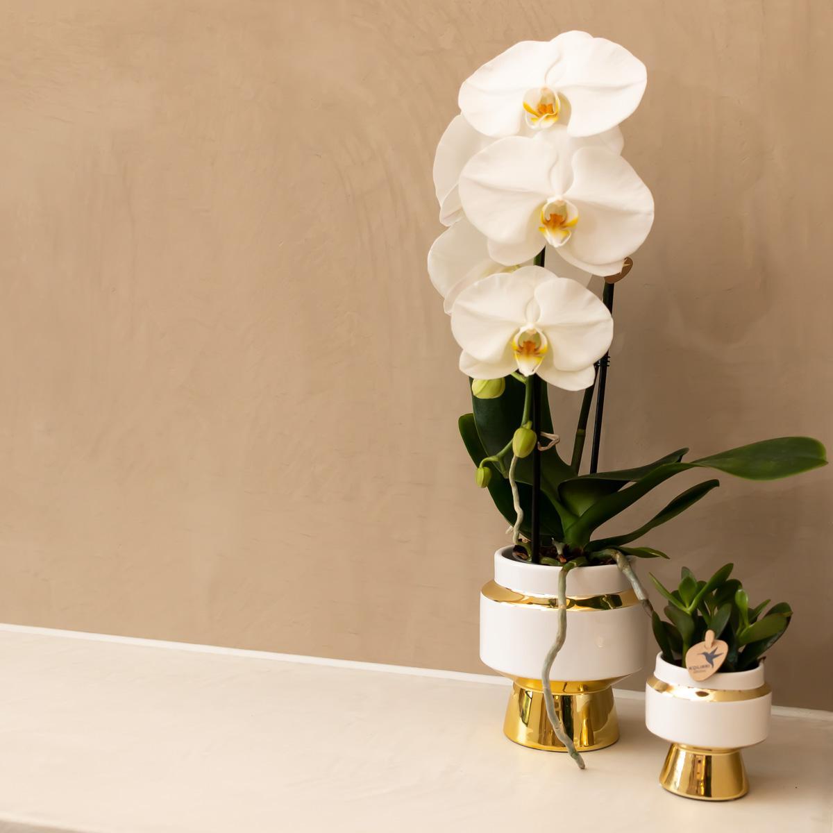 Kolibri Home | Le Chic Blumentopf - Weißer dekorativer Keramiktopf mit goldenen Details - Ø6cm