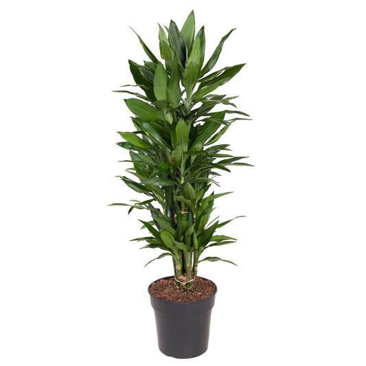 Dracaena Janet Lind vertakt - 110 cm - ø27