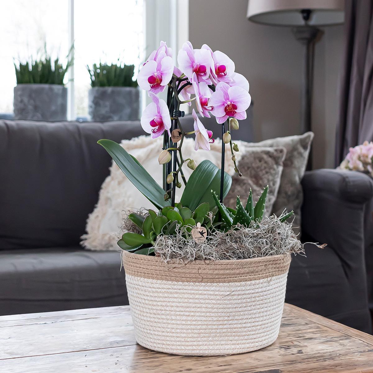 Kolibri Orchids | rosa Phalaenopsis Orchidee - Niagara Fall - Topfgröße Ø12cm | blühende Zimmerpflanze - frisch vom Züchter