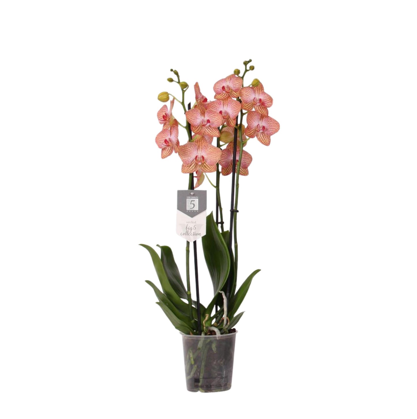 Phalaenopsis Ravello - 3 Äste - 60 cm - Ø12cm