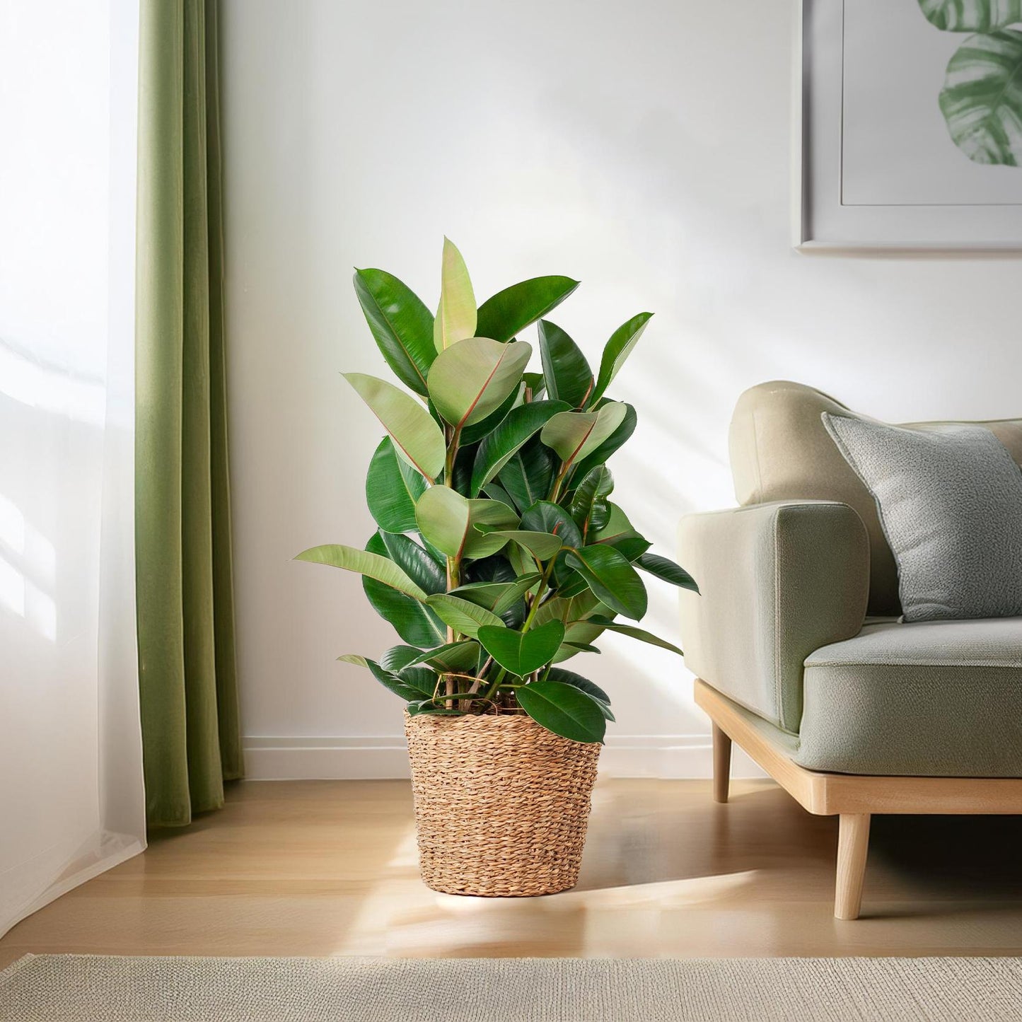 Ficus Elastica Robusta XL mit Korb Torun - 90cm - Ø27