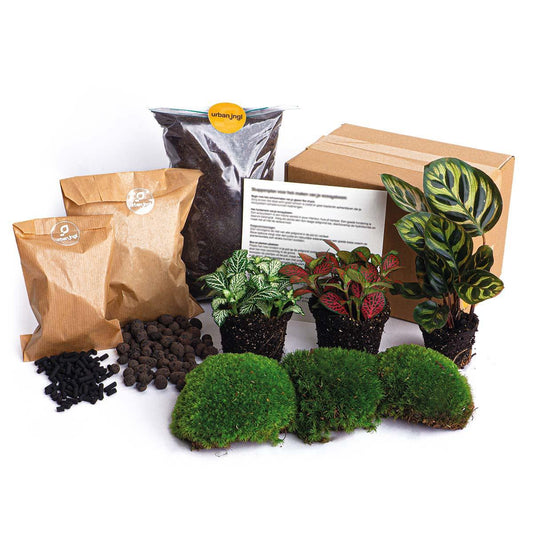 Flaschengarten paket Calathea Makoyana - Package 2