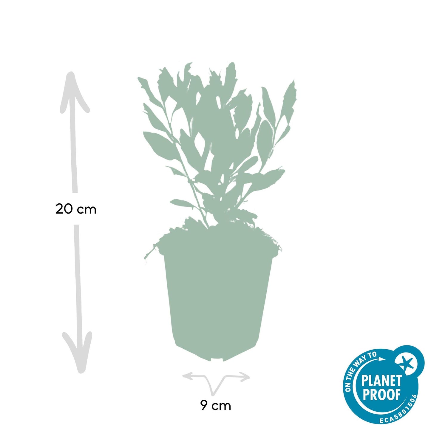 Aster ageratoides 'Ashvi' - ↕25cm - Ø9cm  - 12x