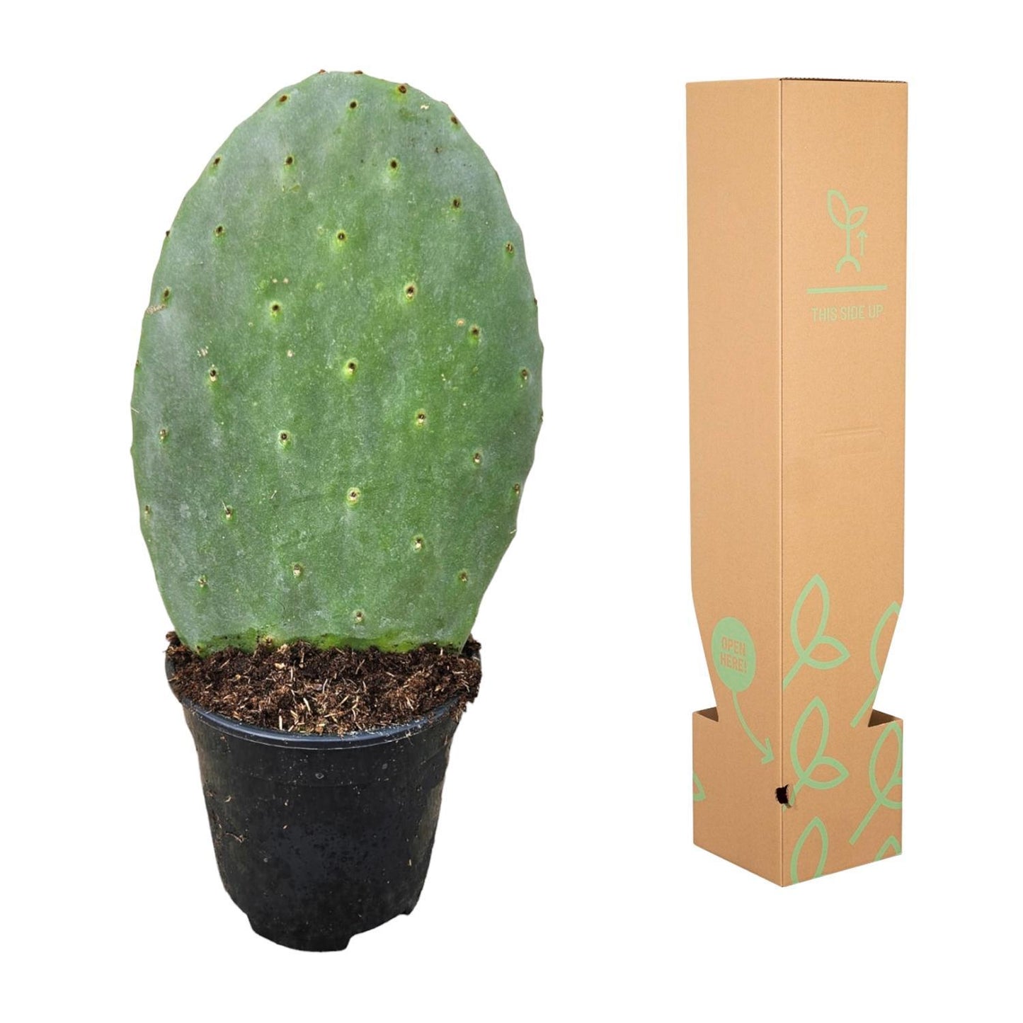 Kaktus Opuntia - 40 cm - Ø17cm